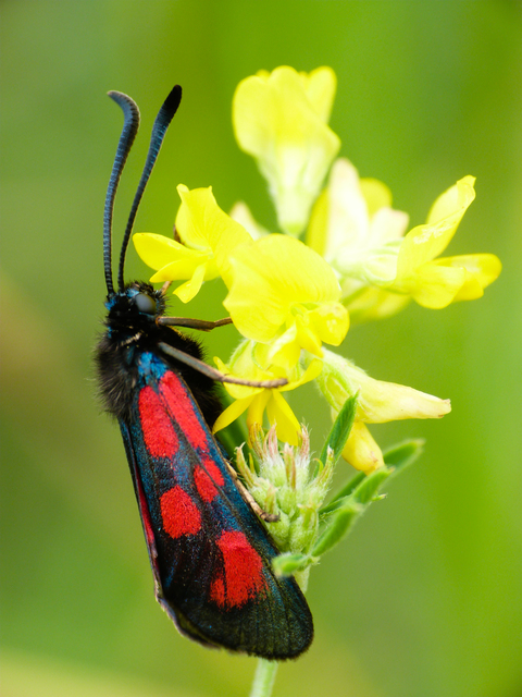 Zygaena loti - közönséges csüngőlepke