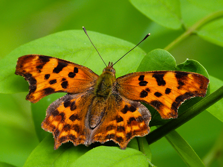 Nymphalis c-album - C-betűs lepke