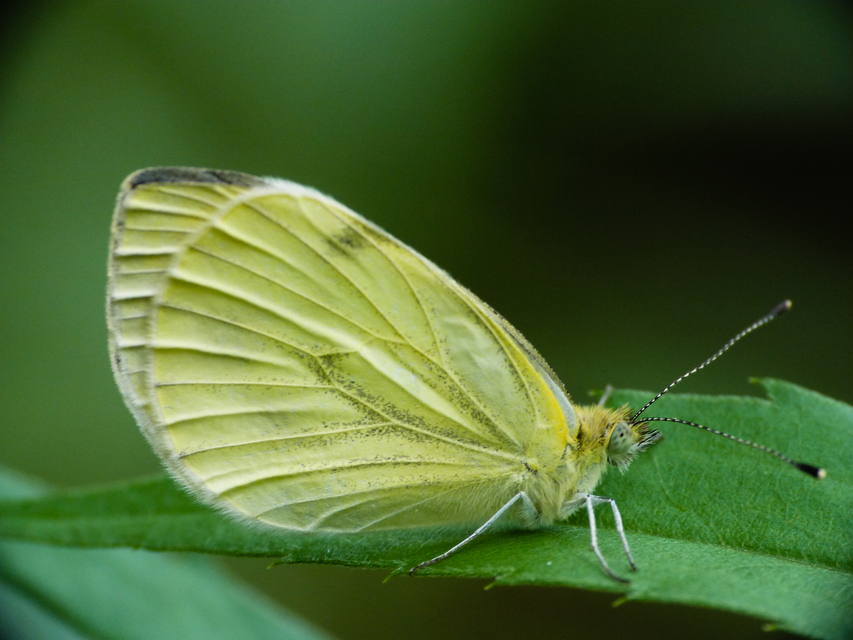 Pieris napi - repcelepke