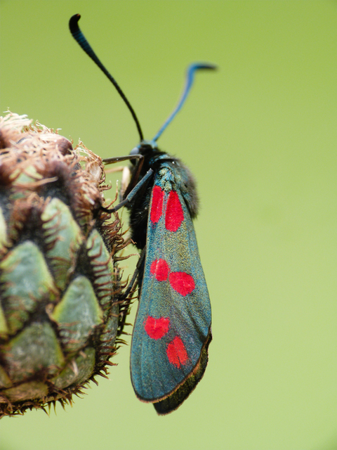 Zygaena filipendulae - acélszínű csüngőlepke