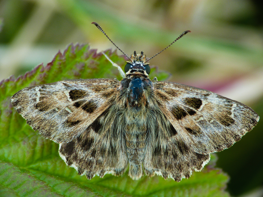 Carcharodus alceae - mályva-busalepke