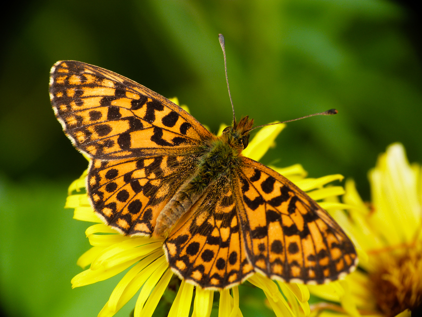 Boloria dia - kis gyöngyházlepke