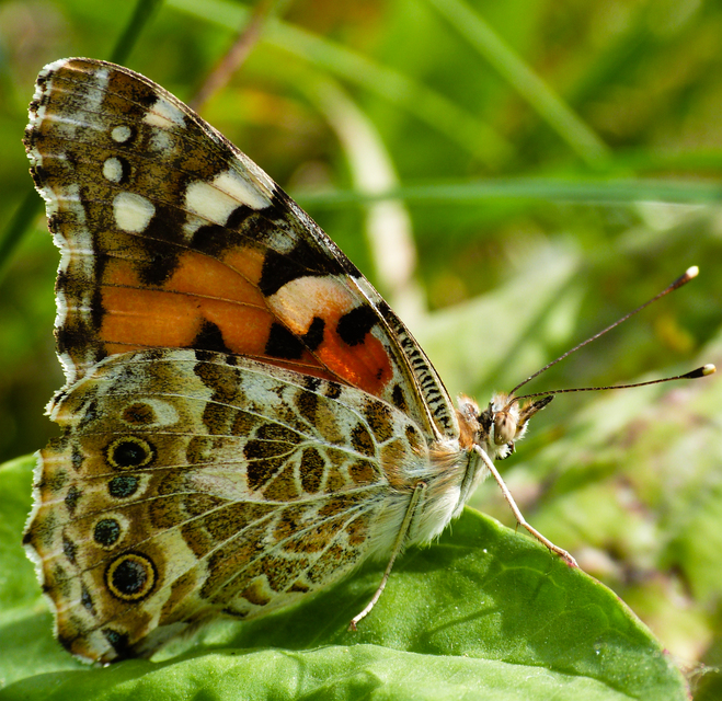 Vanessa cardui - bogáncslepke