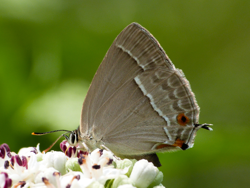 Neozephyrus quercus - tölgyfalepke