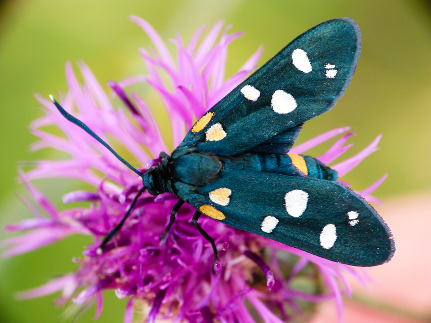 Zygaena ephialtes - változékony csüngőlepke