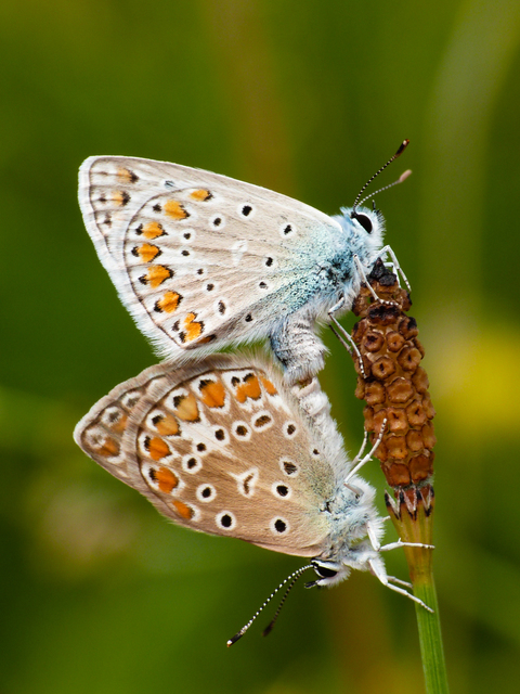 Polyommatus icarus - közönséges boglárka