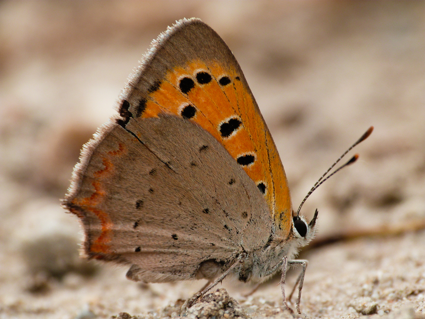 Lycaena phlaeas - közönséges tűzlepke