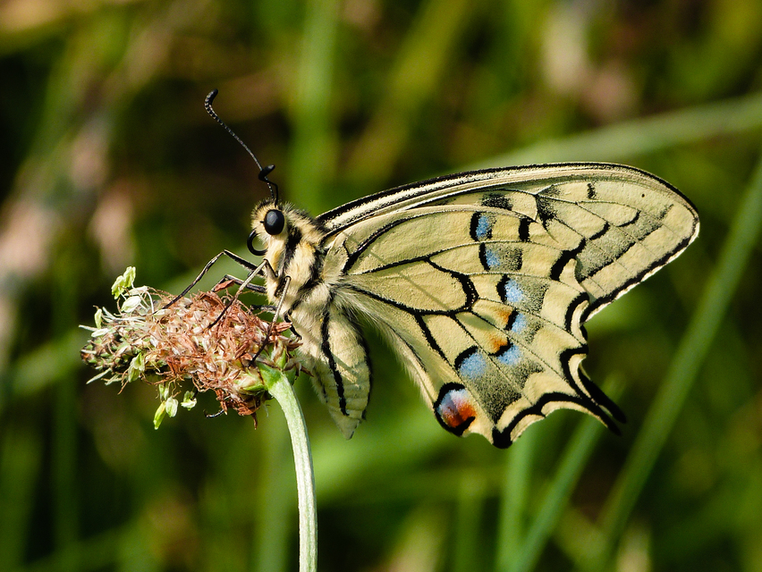Papilio machaon - fecskefarkú lepke