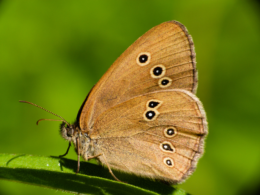 Aphantopus hyperanthus - közönséges ökörszemlepke