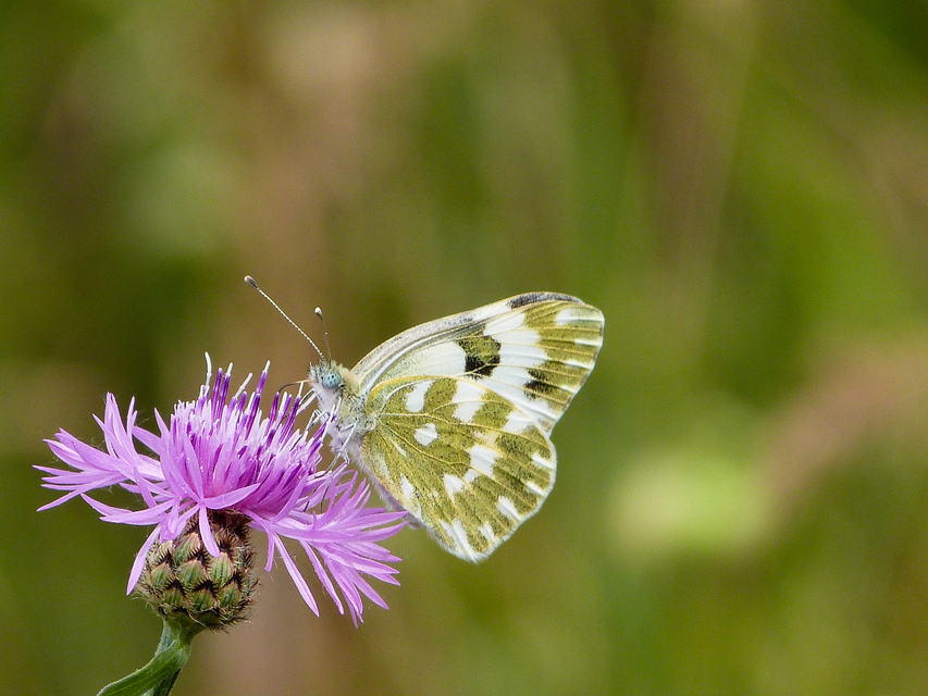 Pontia edusa - rezedalepke
