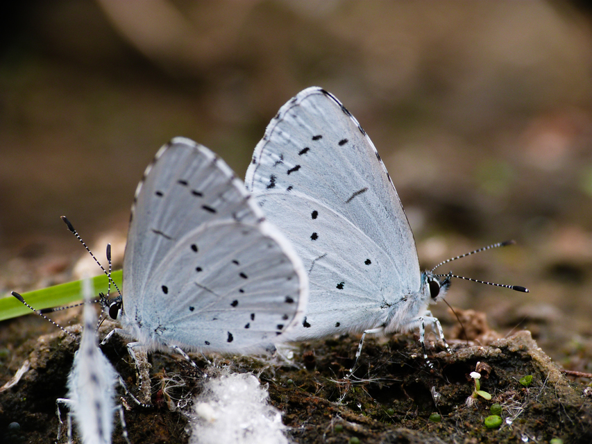 Celastrina argiolus - bengeboglárka