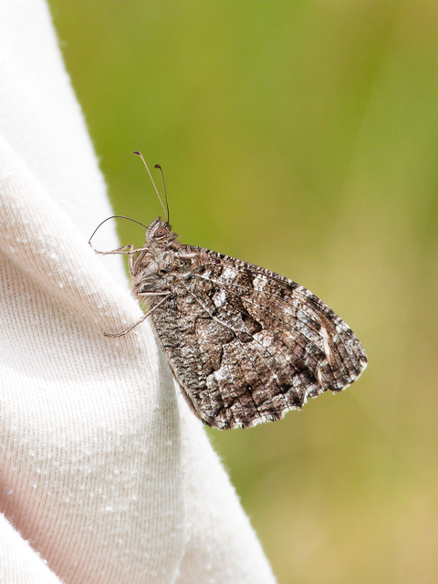 Hipparchia semele - barna szemeslepke
