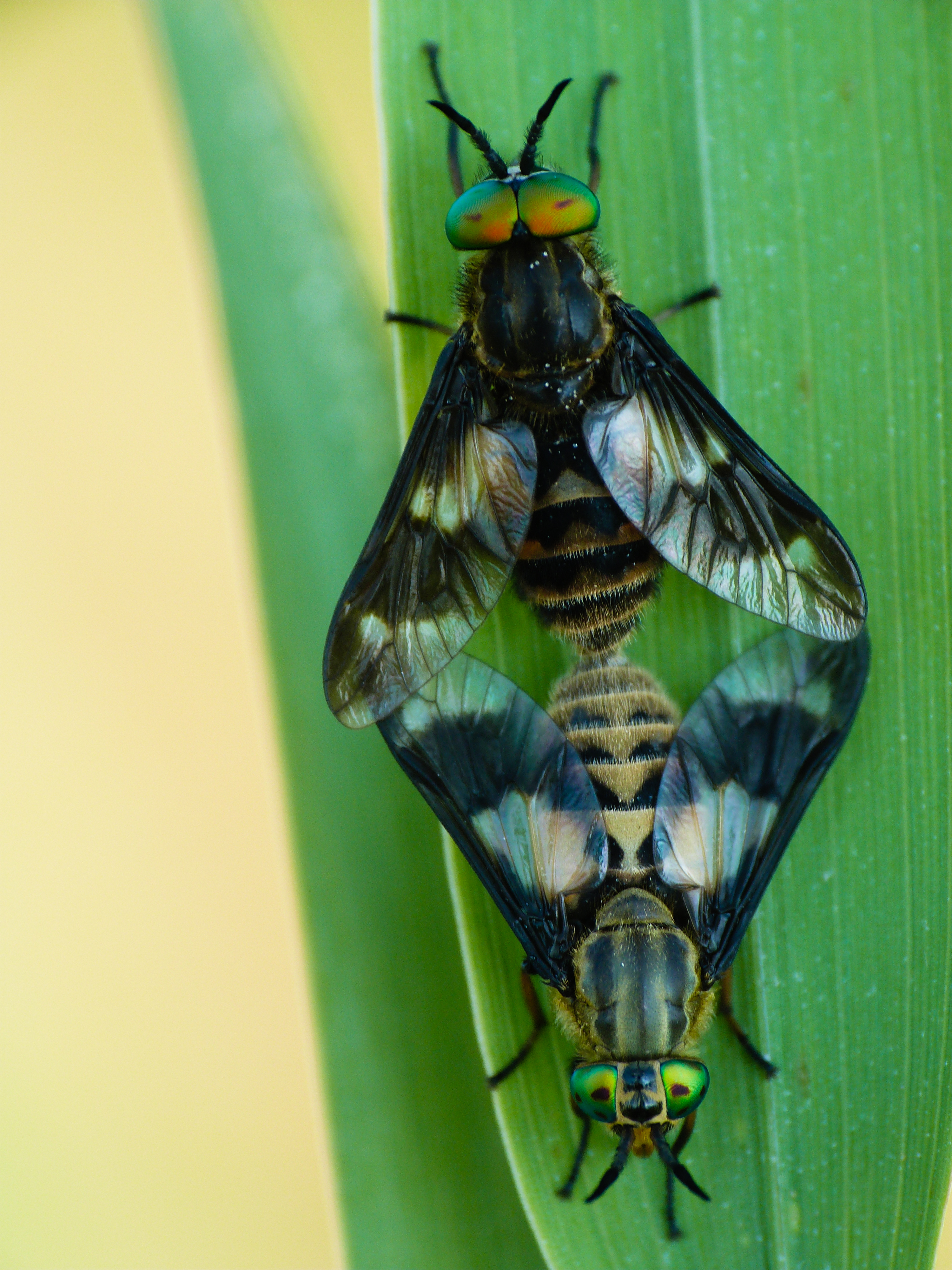 Chrysops relictus - kétfoltos pőcsik