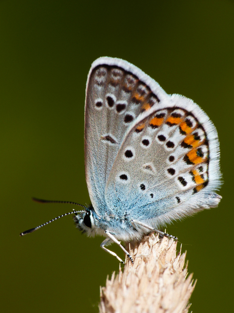 Plebejus argus - ezüstös boglárka