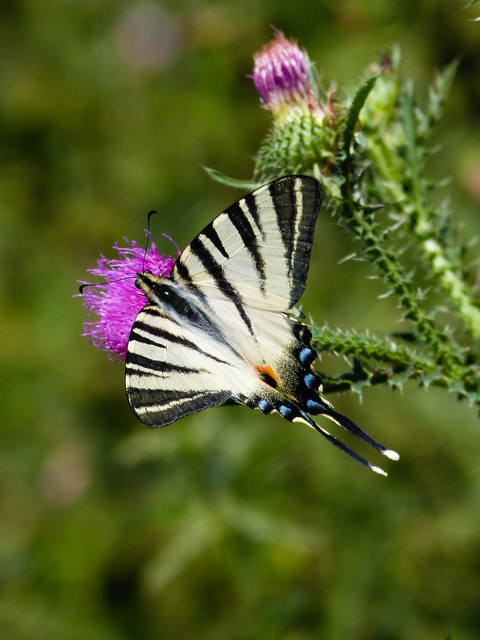 Iphiclides podalirius - kardoslepke