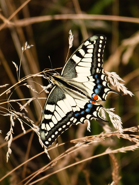 Papilio machaon - fecskefarkú lepke