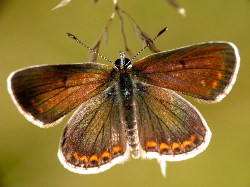 Polyommatus icarus - közönséges boglárka
