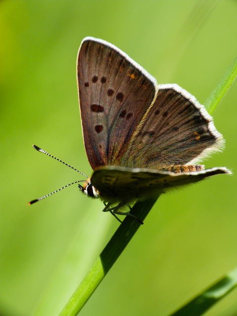 Lycaena tityrus - barna tűzlepke
