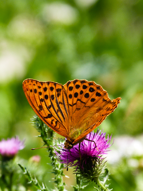 Argynnis paphia - nagy gyöngyházlepke