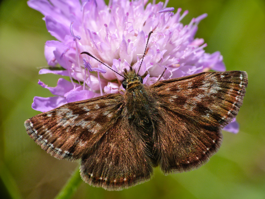 Erynnis tages - cigánylepke