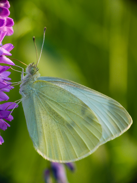 Pieris rapae - répalepke