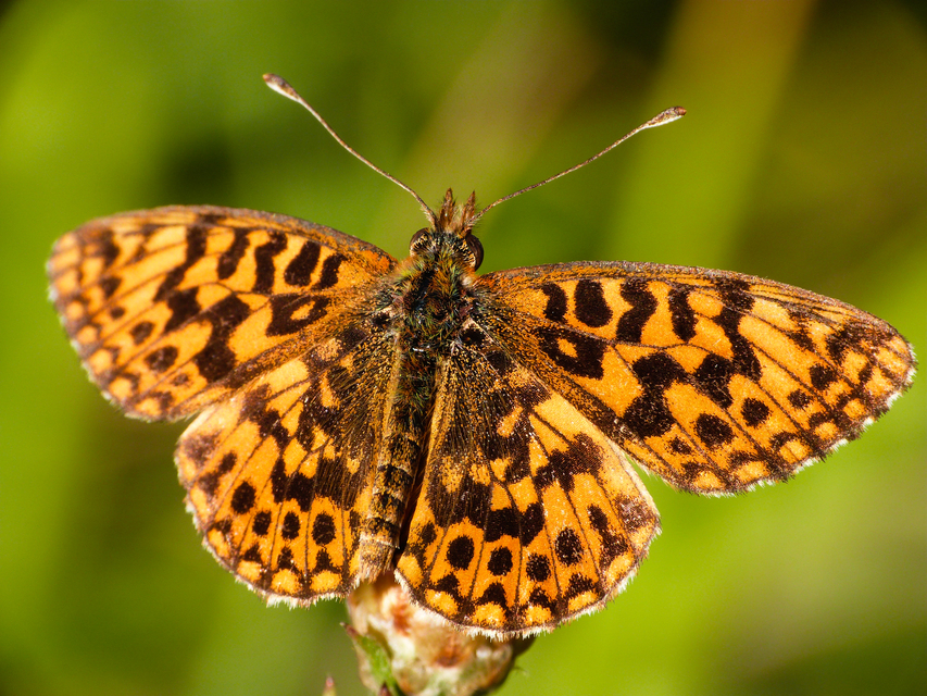 Boloria dia - kis gyöngyházlepke