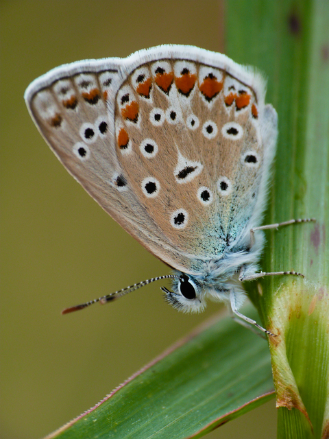Polyommatus icarus - közönséges boglárka