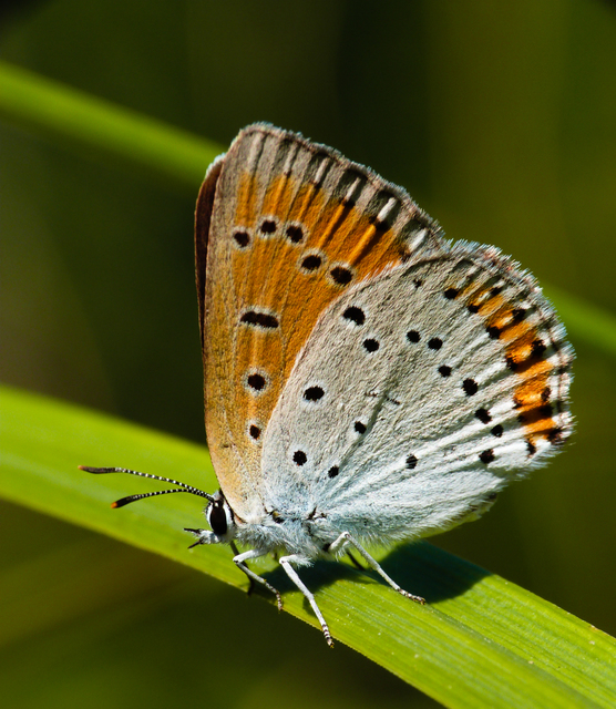Lycaena dispar rutilus - nagy tűzlepke