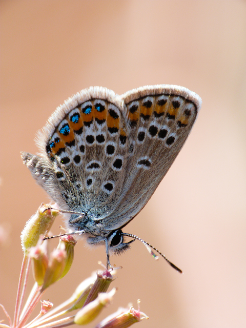 Plebejus argus - ezüstös boglárka