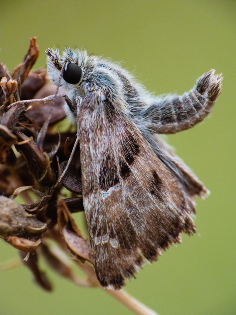 Carcharodus alceae - mályva-busalepke