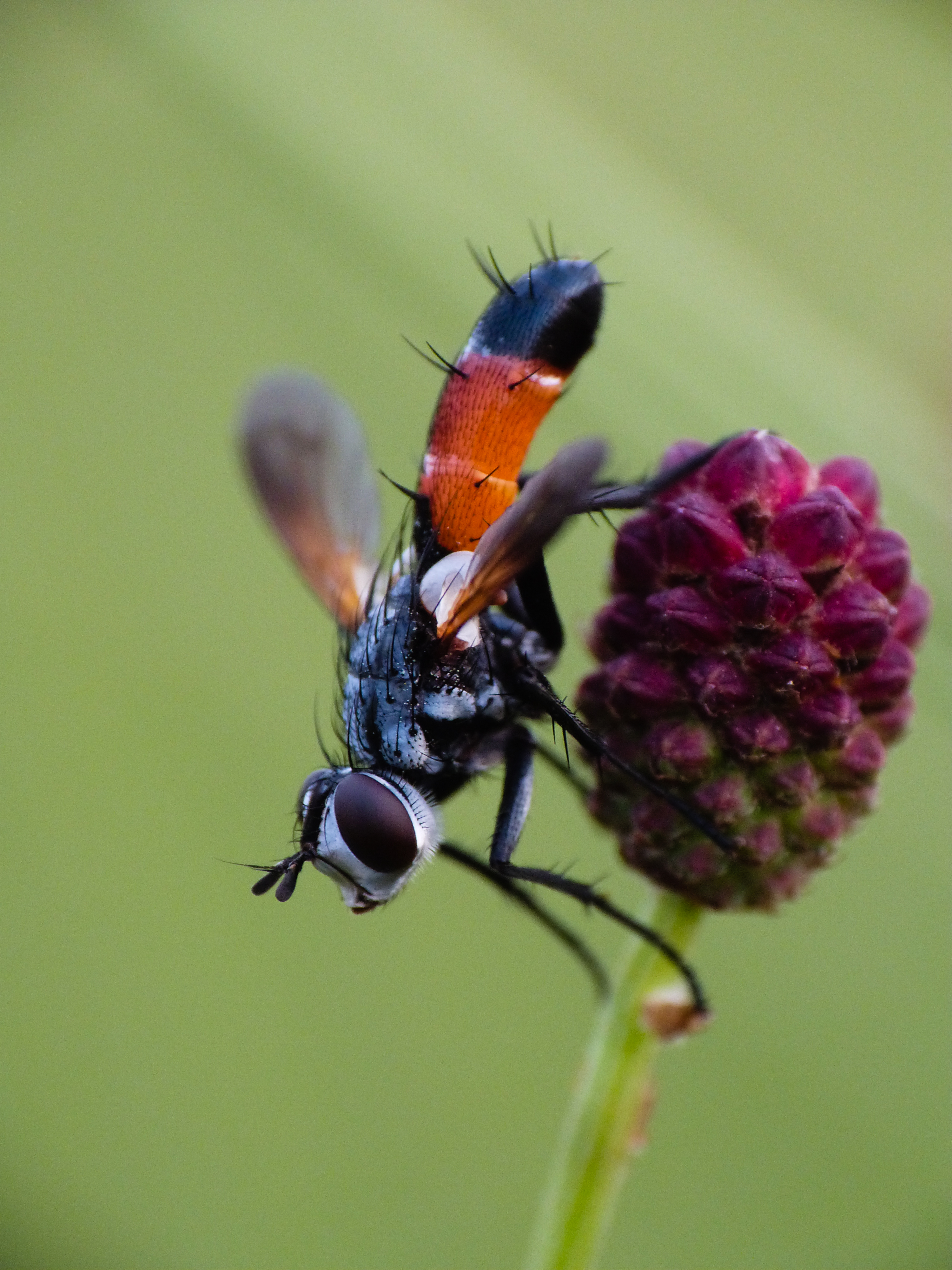 Cylindromyia xylotina
