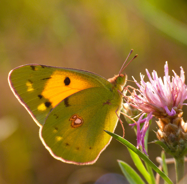 Colias croceus - sáfránylepke