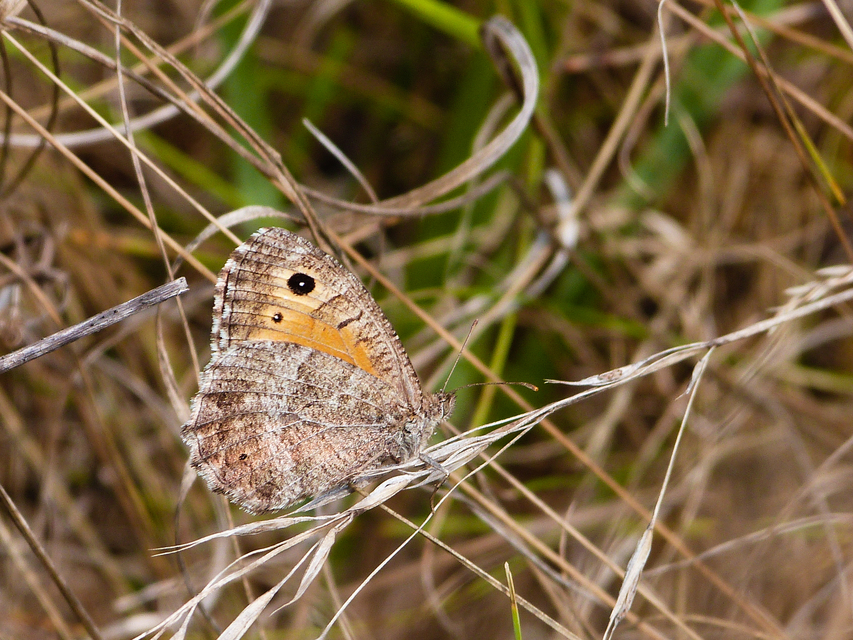 Arethusana arethusa - közönséges szemeslepke