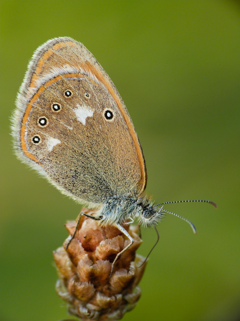 Coenonympha glycerion - közönséges szénalepke