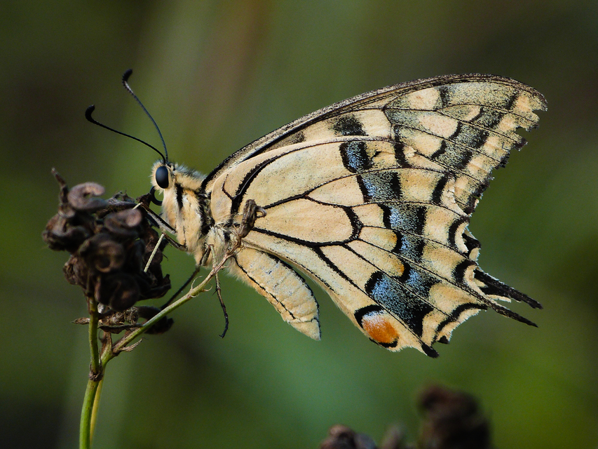 Papilio machaon - fecskefarkú lepke
