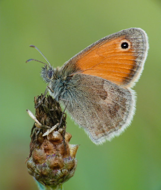 Coenonympha pamphilus - kis szénalepke