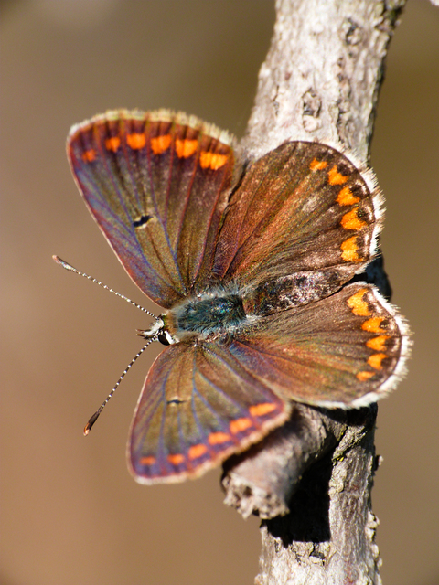 Aricia agestis - szerecsenboglárka