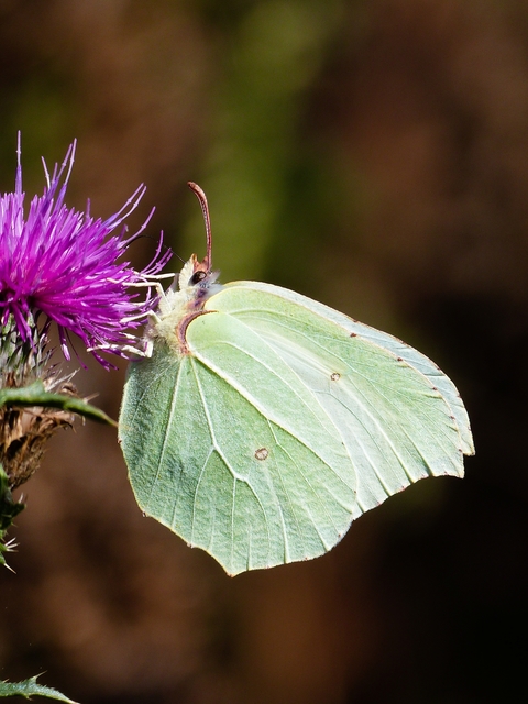 Gonepteryx rhamni - citromlepke