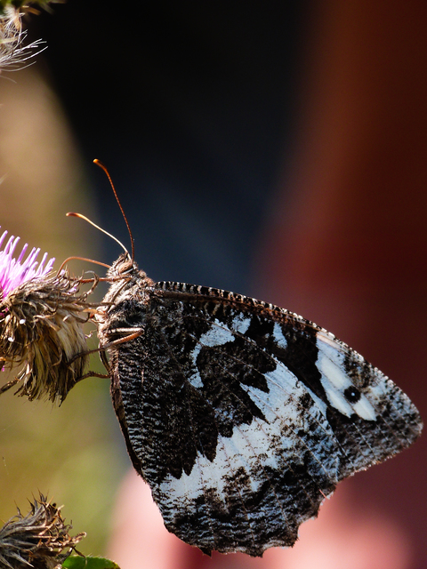 Brintesia circe - fehéröves szemeslepke