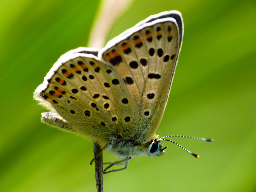 Lycaena tityrus - barna tűzlepke