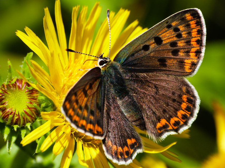 Lycaena tityrus - barna tűzlepke