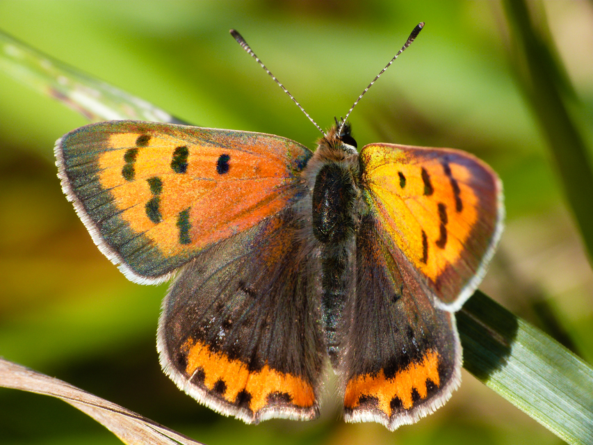 Lycaena phlaeas - közönséges tűzlepke