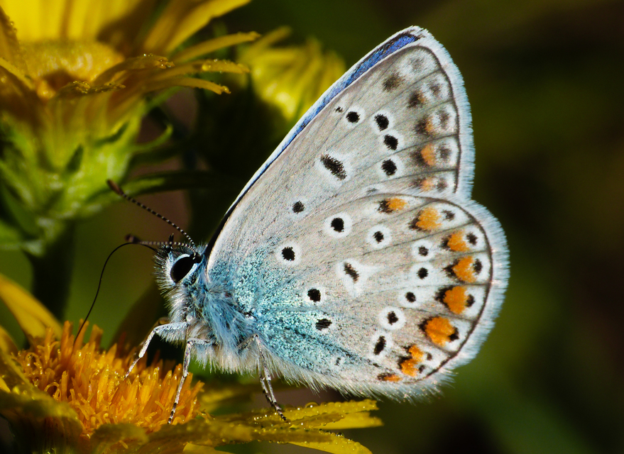 Polyommatus icarus - közönséges boglárka