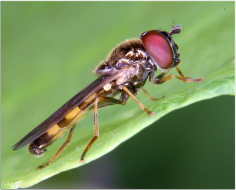 Melanostoma mellinum - gyakori fűzengőlégy
