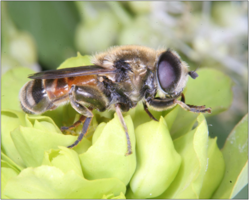 Merodon nigritarsis - feketelábfejű nárciszlégy