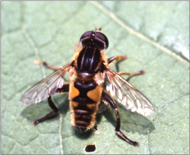 Mesembrius peregrinus - európai mocsárlégy