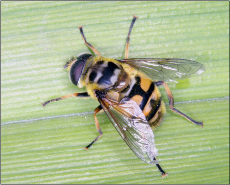 Myathropa florea - halálfejes odúlégy