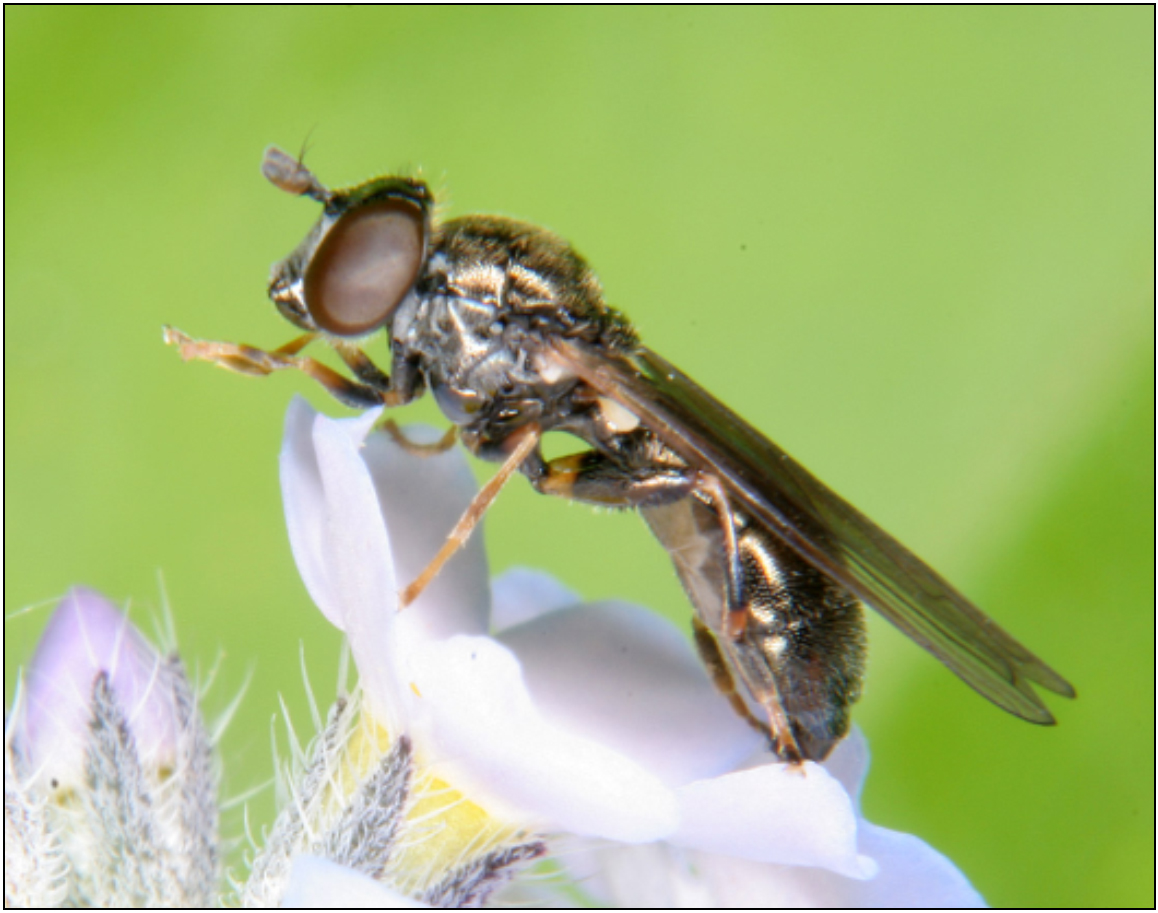 Neoascia meticulosa - fekete nádaslégy