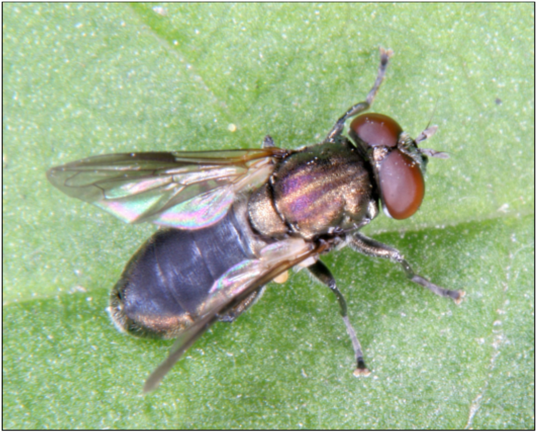 Orthonevra nobilis - boglárka patakzengőlégy