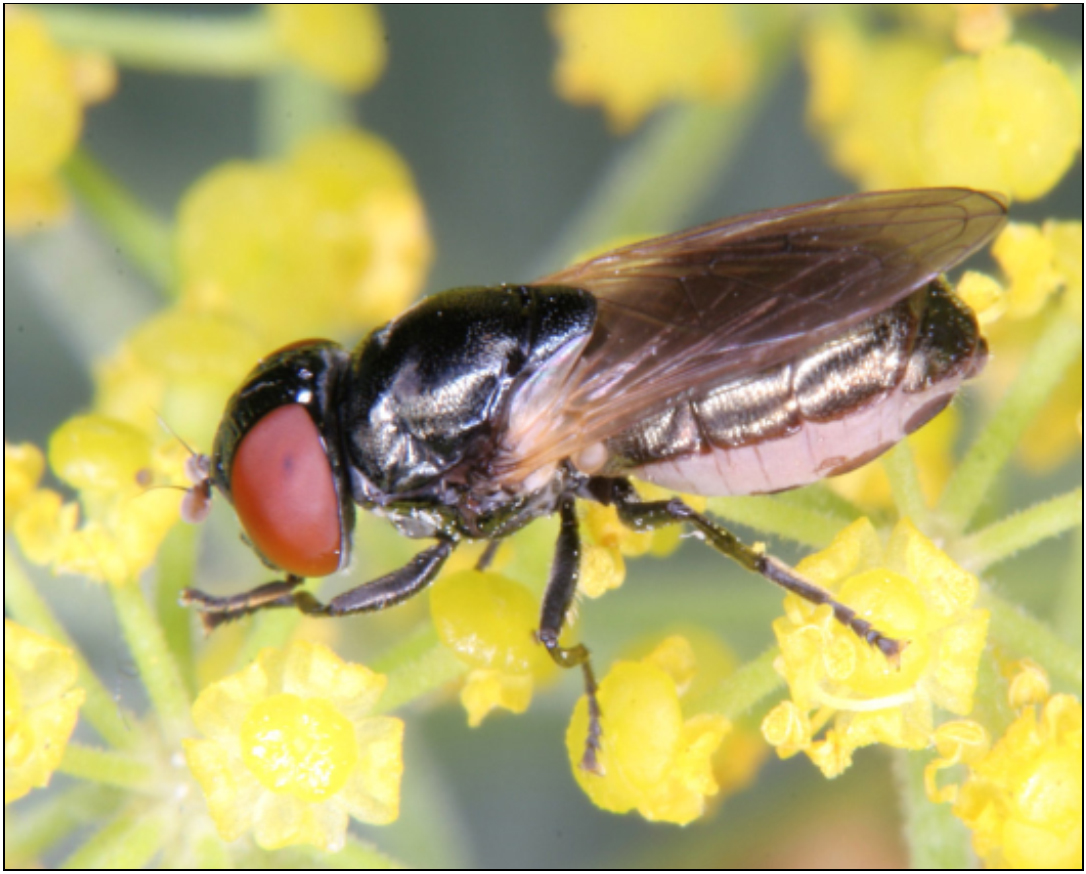 Orthonevra splendens - nagy patakzengőlégy